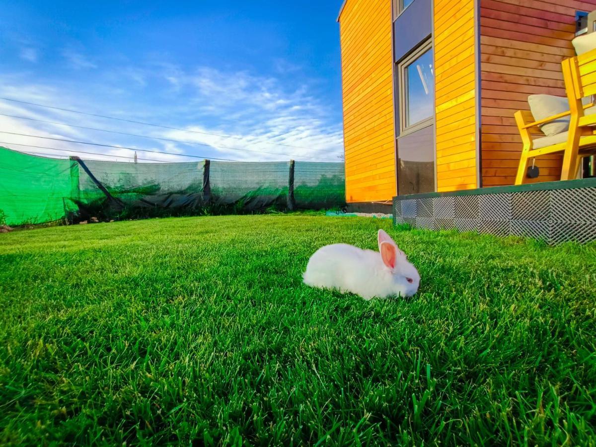 Hotel Tiny House - Baia De Fier Exteriér fotografie